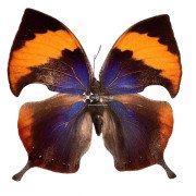 The xenica leafwing